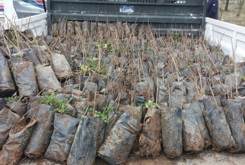 200 bin fıstık çöğürü dağıtıldı 200 bin fıstık çöğürü dağıtıldı